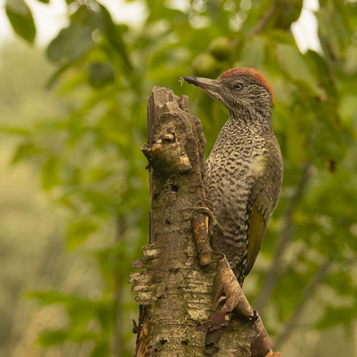 Spechtvogel