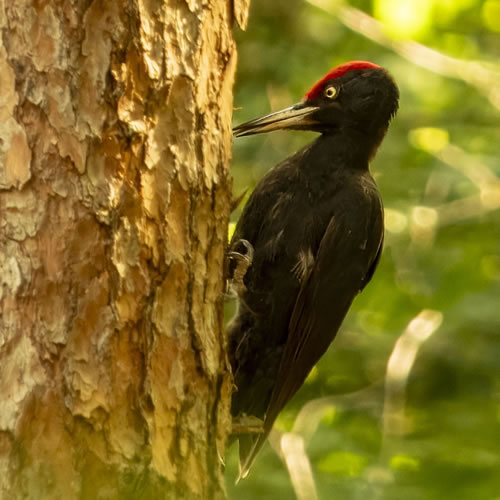 Spechtvogel