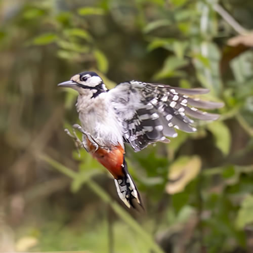 Spechtvogel